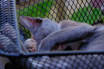 Close-up of cat sleeping by fence