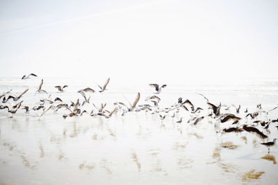 Birds flying over lake against clear sky