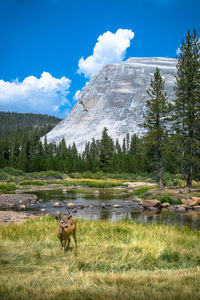 View of sheep on land