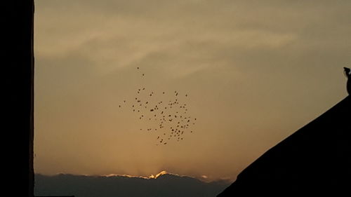 Low angle view of bird flying in sky