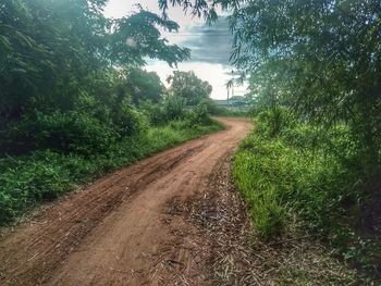 Dirt road along trees and plants