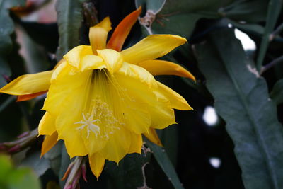 Close-up of yellow daffodil