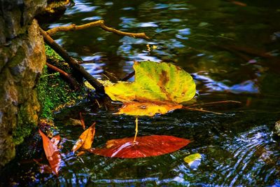 Close-up of maple leaf in forest