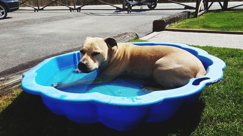 Dog relaxing in water