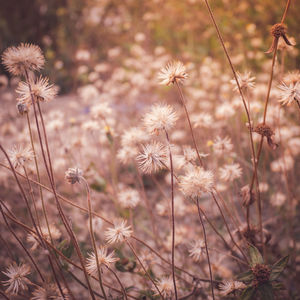 Close-up of dandelion flower on field