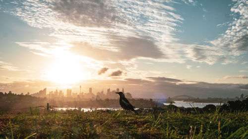 View of a horse on field during sunset