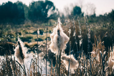Close-up of fresh plants on field against sky