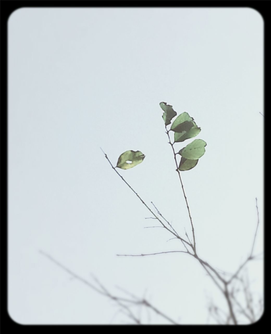 transfer print, leaf, growth, auto post production filter, plant, nature, clear sky, stem, copy space, close-up, green color, wildlife, one animal, branch, beauty in nature, animal themes, twig, low angle view, no people, animals in the wild