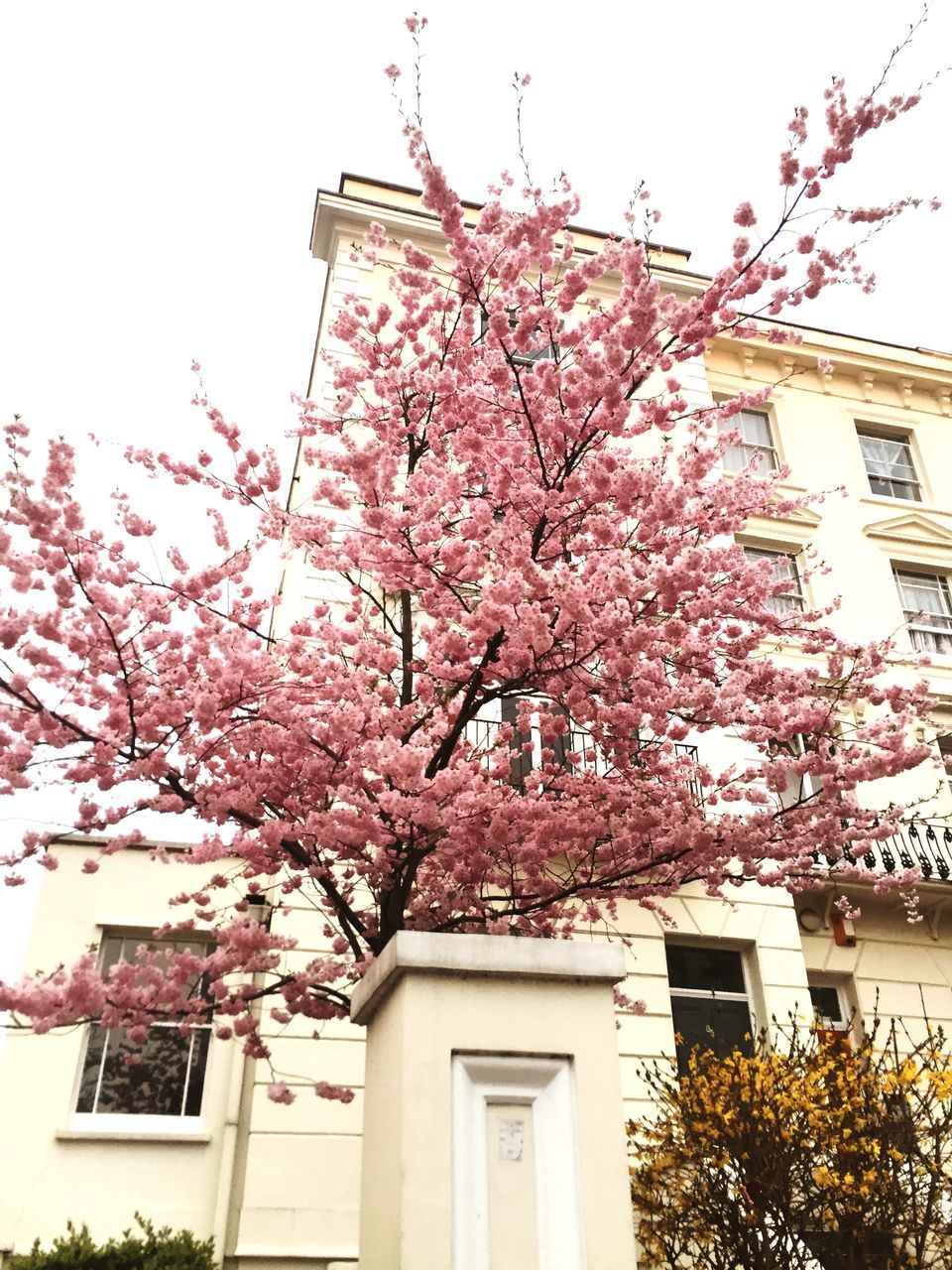 building exterior, architecture, flower, built structure, tree, branch, low angle view, growth, freshness, blossom, fragility, nature, house, pink color, clear sky, residential building, springtime, beauty in nature, in bloom, sky