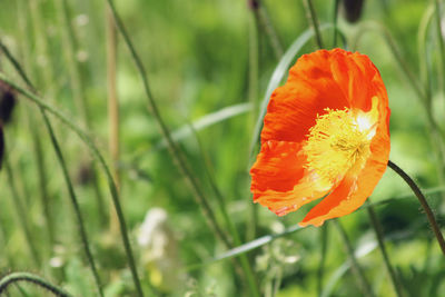 Close-up of orange poppy flower