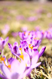 Close-up of purple crocus blooming in field