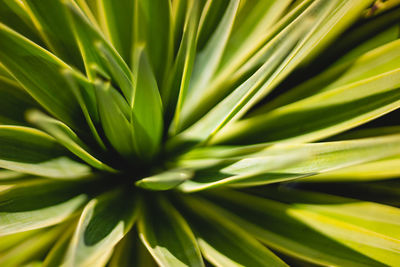 Full frame shot of green leaf