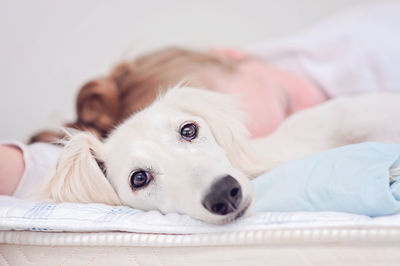 Close-up portrait of dog lying down on bed