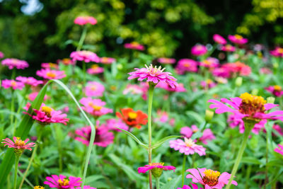 Close-up of pink flowering plants in park