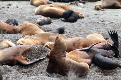 High angle view of sea lion on water