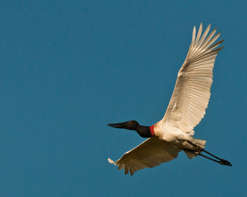 Low angle view of bird flying against clear blue sky during sunny day