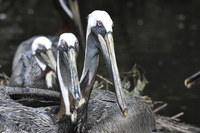 Close-up of birds
