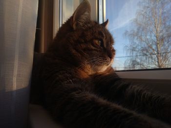 Close-up of a cat looking away at home