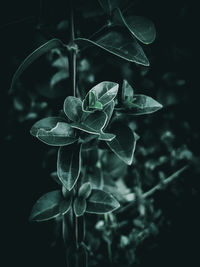 Close-up of flowering plant