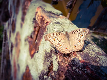 Close-up of butterfly on rock