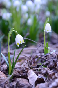 Close-up of crocus blooming on field