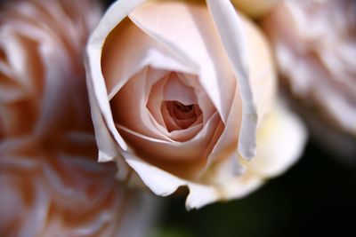 Close-up of rose