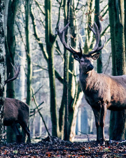 Deer in a forest