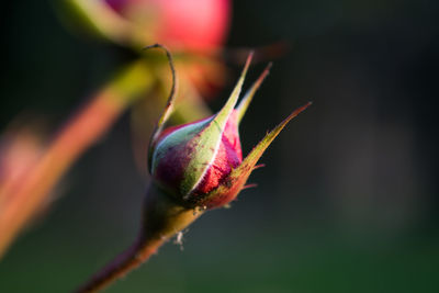 Close-up of flower bud growing outdoors