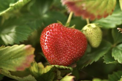 Close-up of strawberry on plant