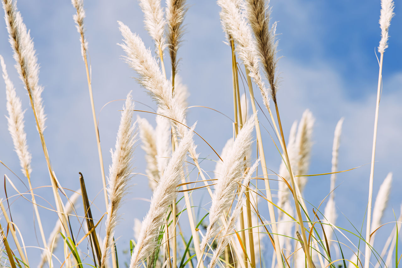 Cortaderia selloana