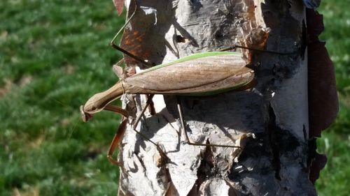 Close-up of tree trunk