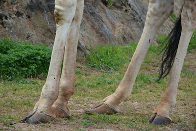 Low section view of giraffe