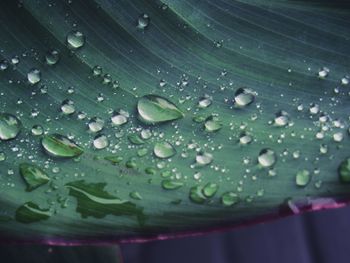 Close-up of water drops on leaves