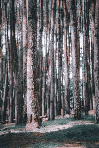 Trees in forest