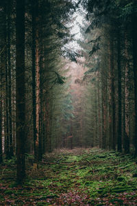 Trees in forest during autumn