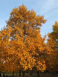 Low angle view of trees against sky