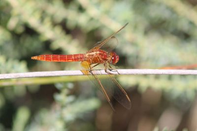 Close-up of damselfly on leaf