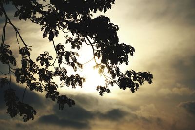 Low angle view of silhouette tree against sky