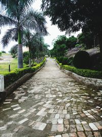 Footpath amidst trees against sky