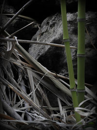 Close-up of lizard on metal