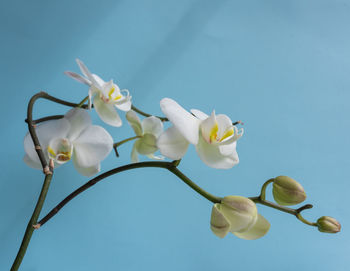 Low angle view of white flowering plant against clear sky