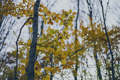 Low angle view of trees during winter