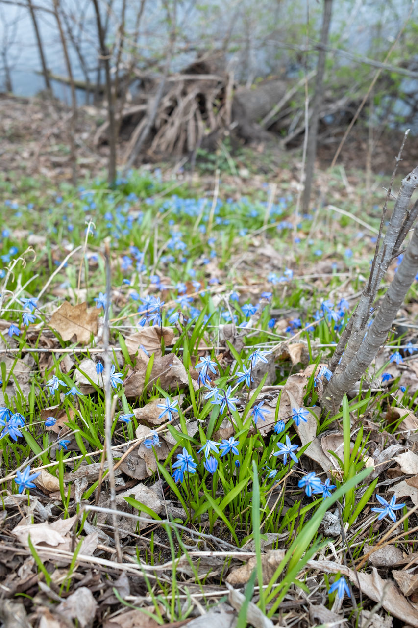 CLOSE-UP OF WHITE CROCUS FLOWERS ON FIELD