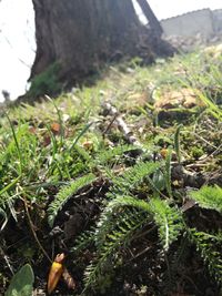 Close-up of grass growing on tree