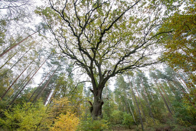 Low angle view of trees in forest