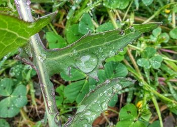 Close-up of plant