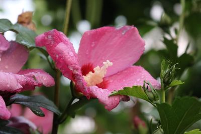Close-up of pink flowers