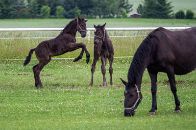 Horses on grassy field