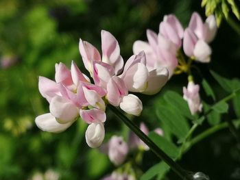 Close-up of pink flowering plant