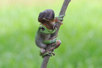 Close-up of snake perching on tree